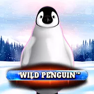 Wild Penguin Bild